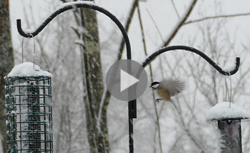 video about dominance and hierarchy at bird feeders