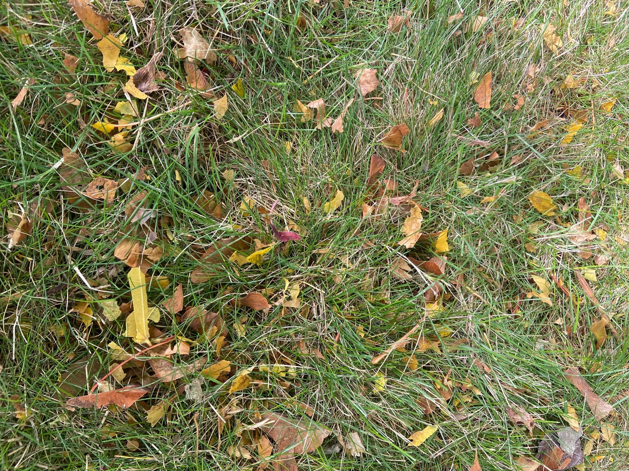 Chopped up fall leaves