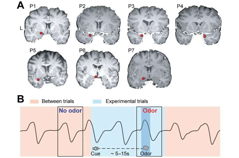 Olfactory processing comes in waves