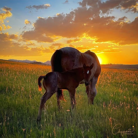 Horses-sunrise