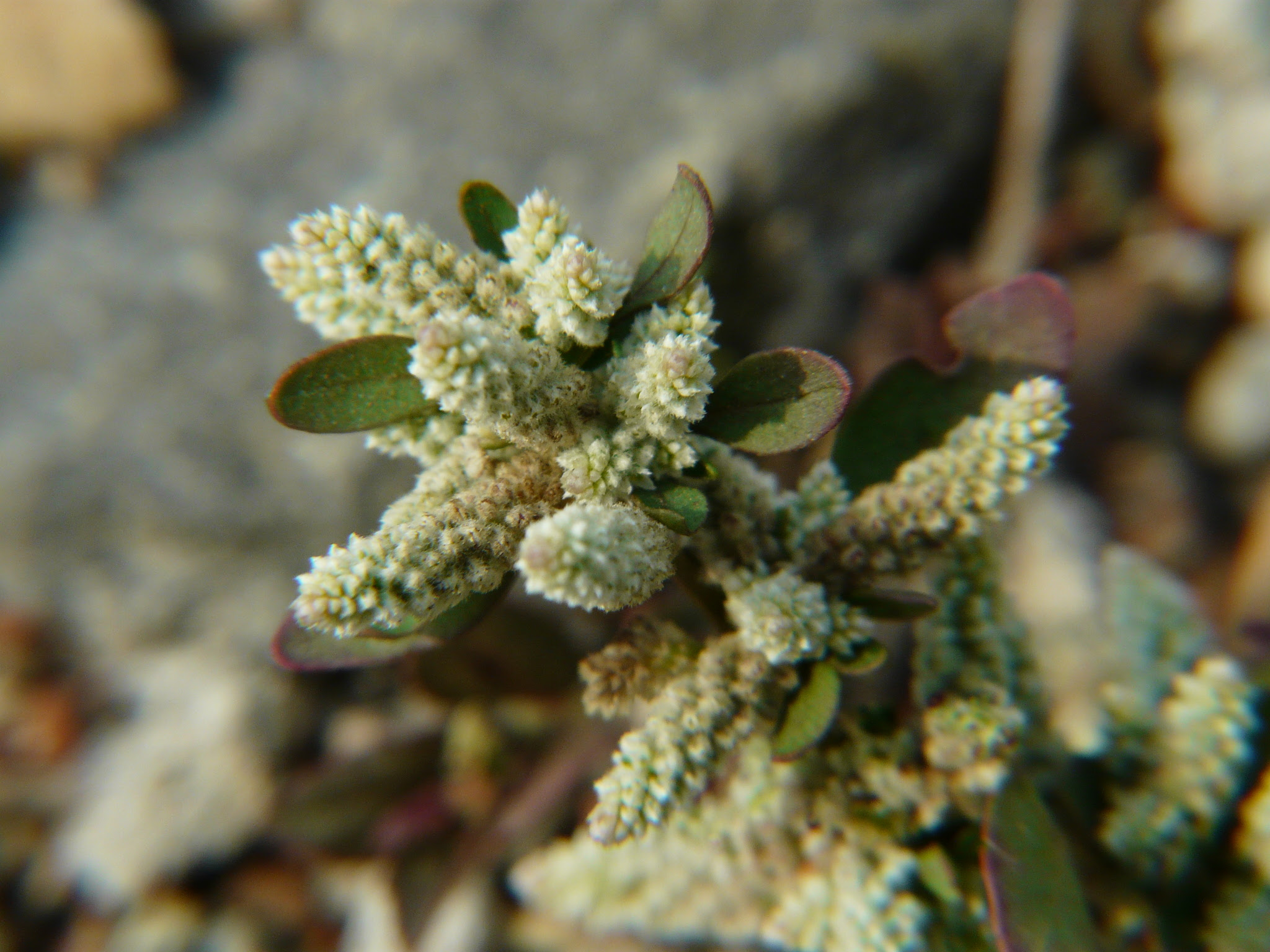 Nothosaerva brachiata (L.) Wight