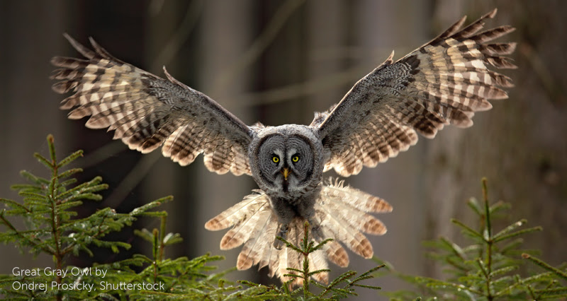 image of Great Gray Owl. Photo by Ondrej Prosicky/Shutterstock.