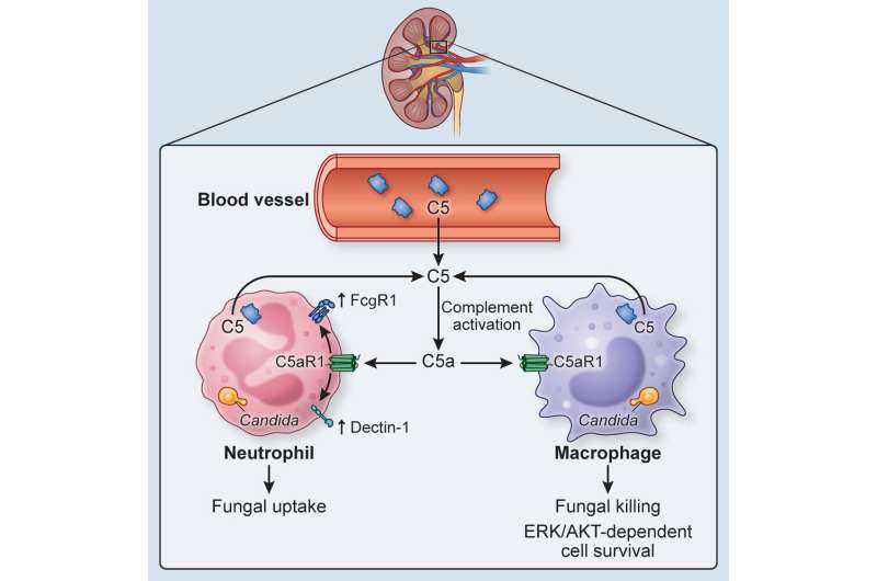 Fungal Infections an Unintended Consequence of Advanced Immunotherapy, Research Shows