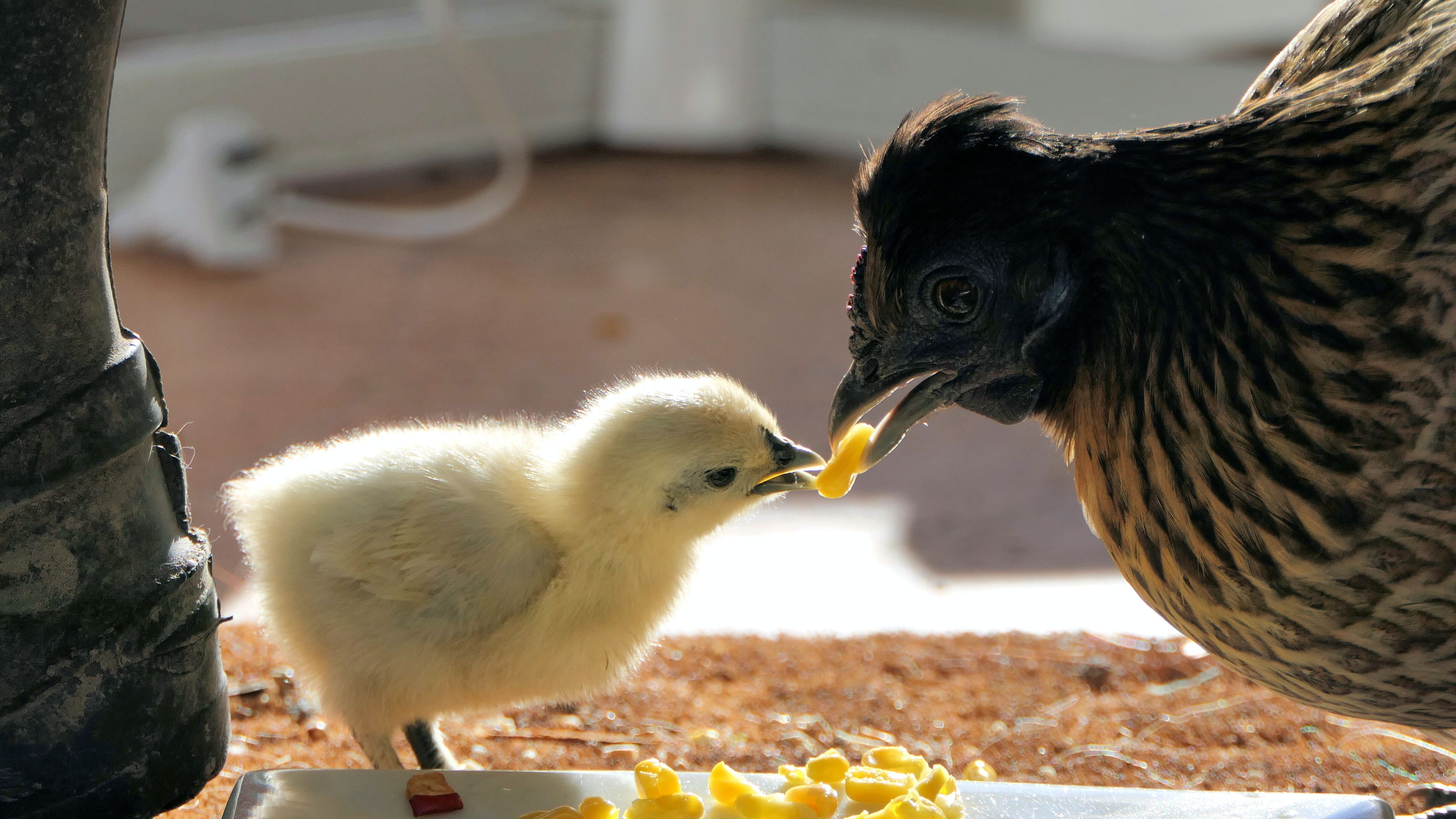 Yellow chick taking a kernel of corn from an adult bird. Photo by Andrea Lightfoot via Unsplash.