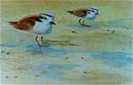 Plovers - Posted on Tuesday, November 18, 2014 by Susan  Duda