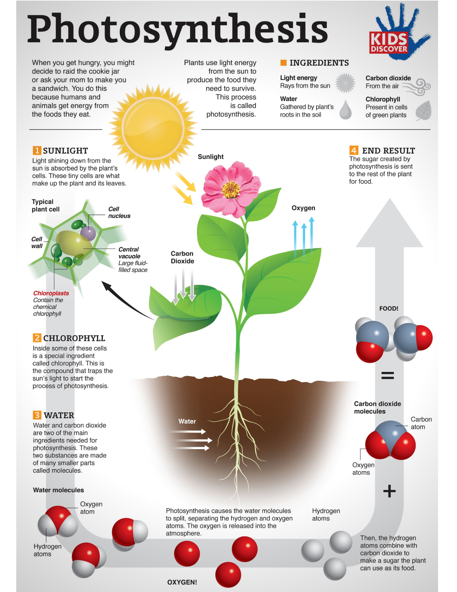 How, and why, do plants convert sunlight into energy? The Mommies Reviews