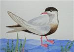 Black bellied Tern - Posted on Monday, January 26, 2015 by Ketki Fadnis