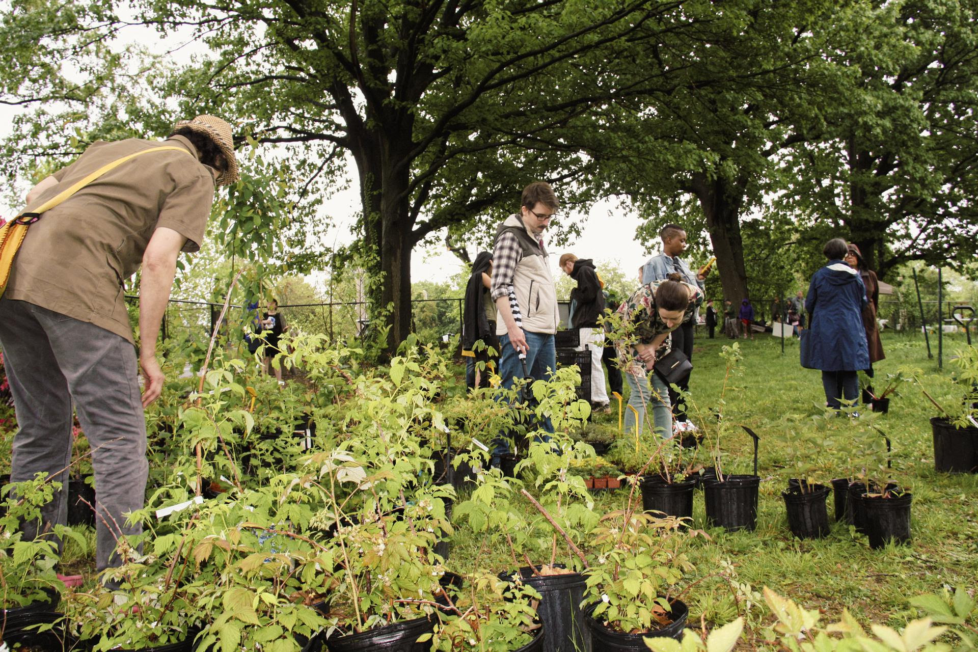 People browse the plant selection from POP's spring plant sale