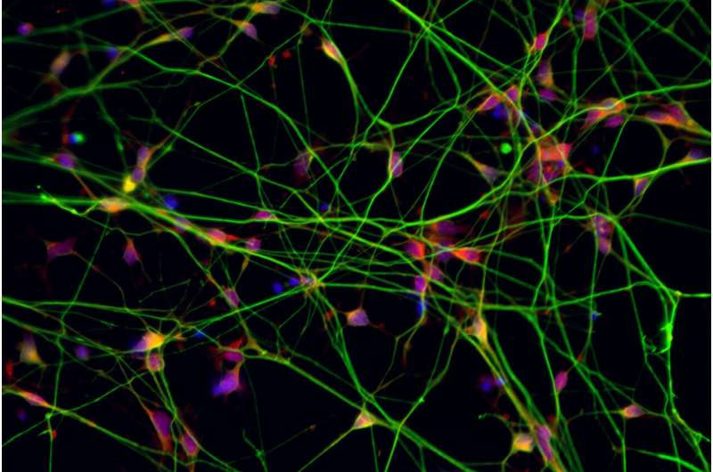 Scientists think a peptide could stop, reverse damage to nerve cells