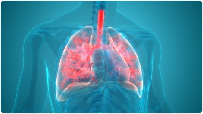 Human Respiratory System