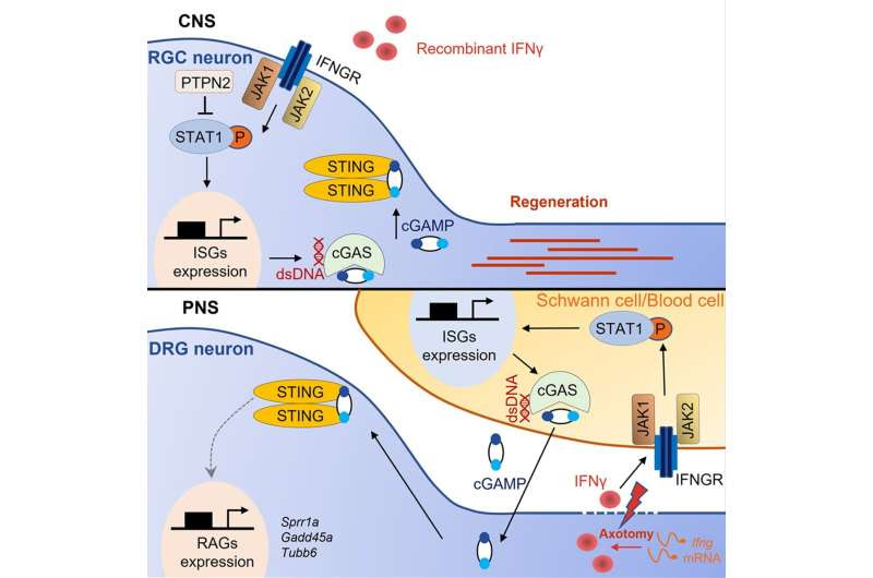 Study reveals the intrinsic immune mechanism that boosts axon regeneration in the adult nervous system