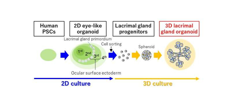 Nothing to cry about: the development of tear duct organoids