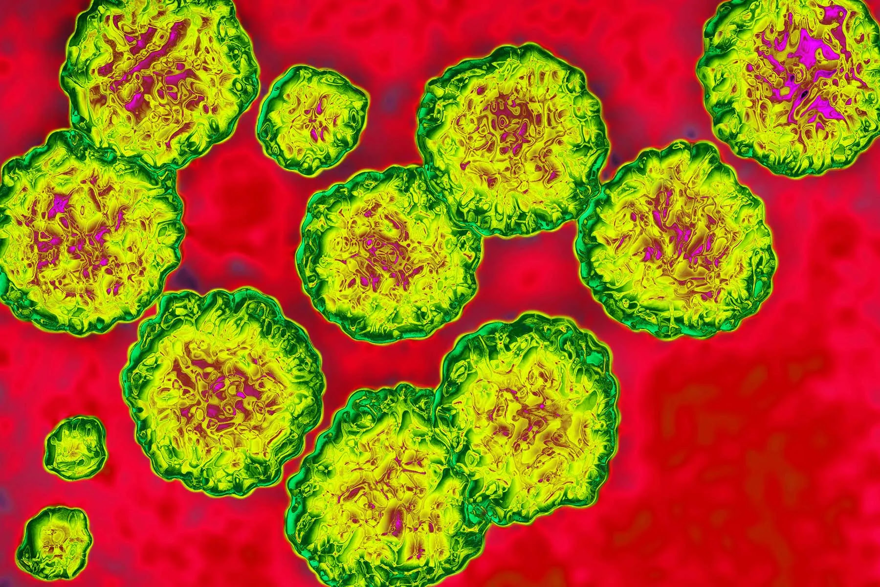 hepatitis c virus