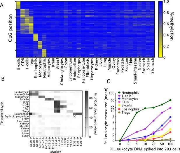 Blood test detects immune and inflammatory activity in tissues, without painful biopsies and expensive imaging