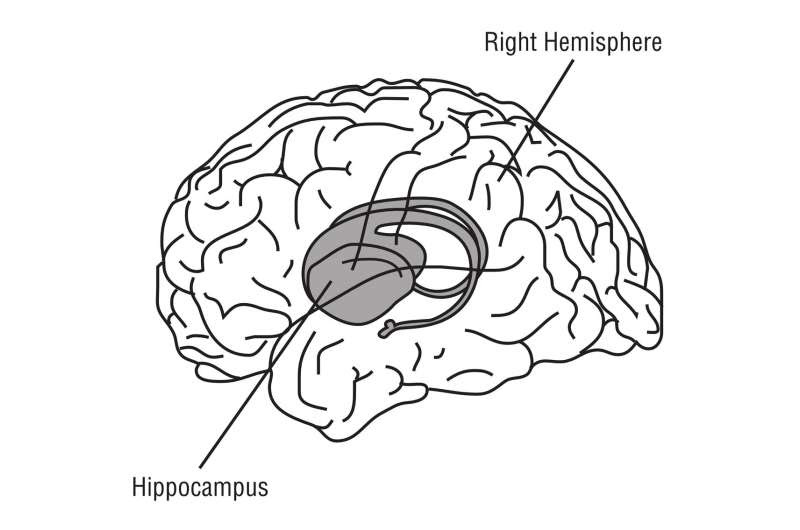 hippocampus