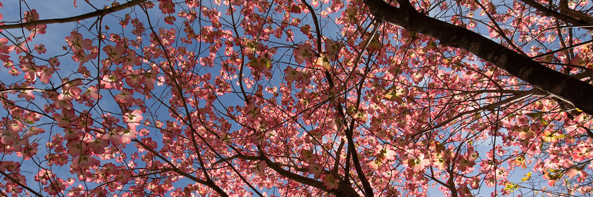 photo of dogwood tree with the camera looking up from the ground - pink blossoms with a blue sky background