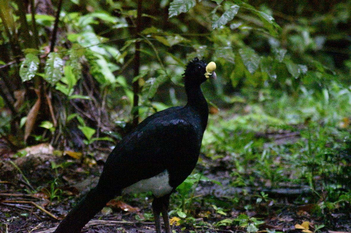 Great Curassow standing in forest