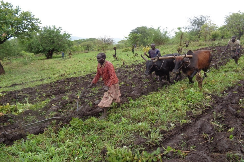 A farmer tills soil with an ox plow in Budi County. Photo: USAID Resilience through Agriculture in South Sudan Activity
