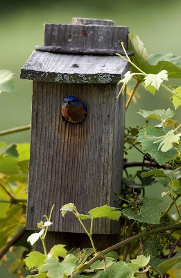 bluebird in box