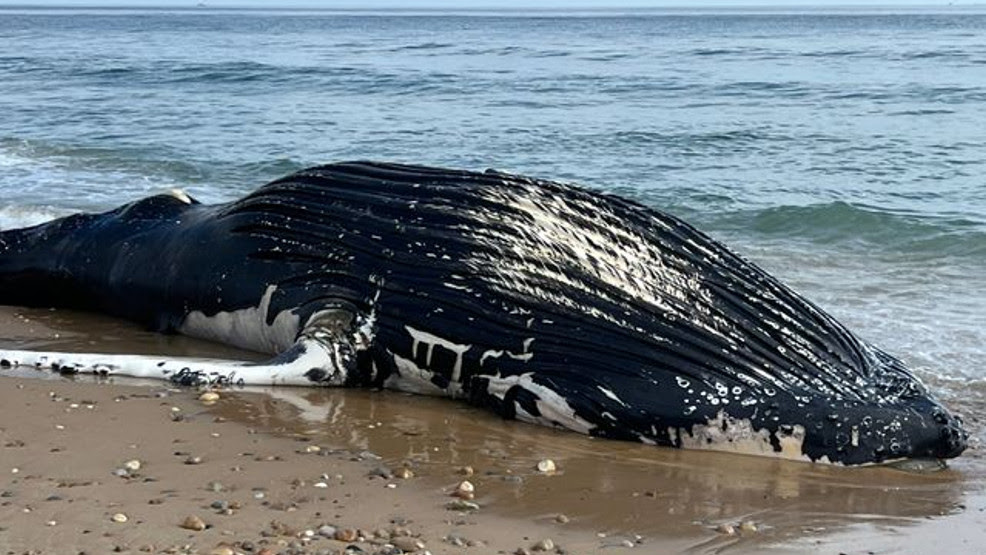  Dead whale washes up at Mansion Beach on Block Island