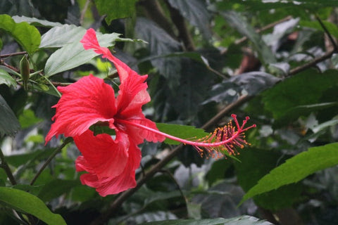 Hibiscus tea plant | Life of Cha