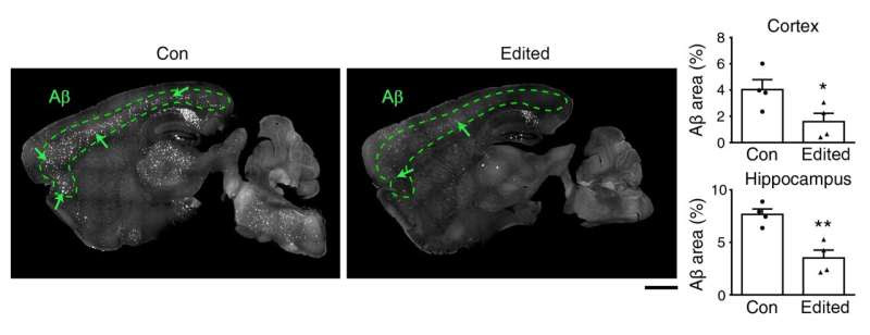 HKUST scientists develop genome-editing strategy for potential Alzheimer’s disease therapy