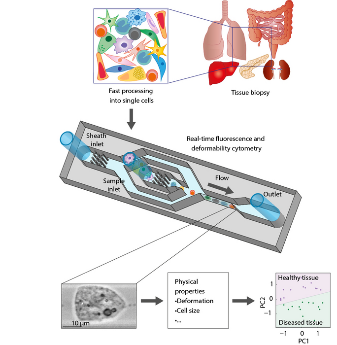 Setup for the artificial pathologist