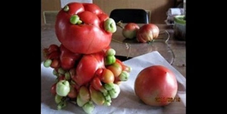 Fukushima-mutant-tomatos-3741-1407858720