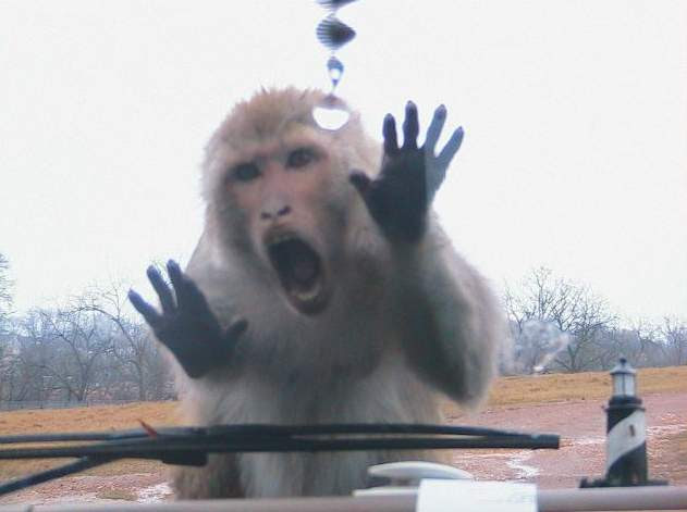 Image result for images of screaming monkeys