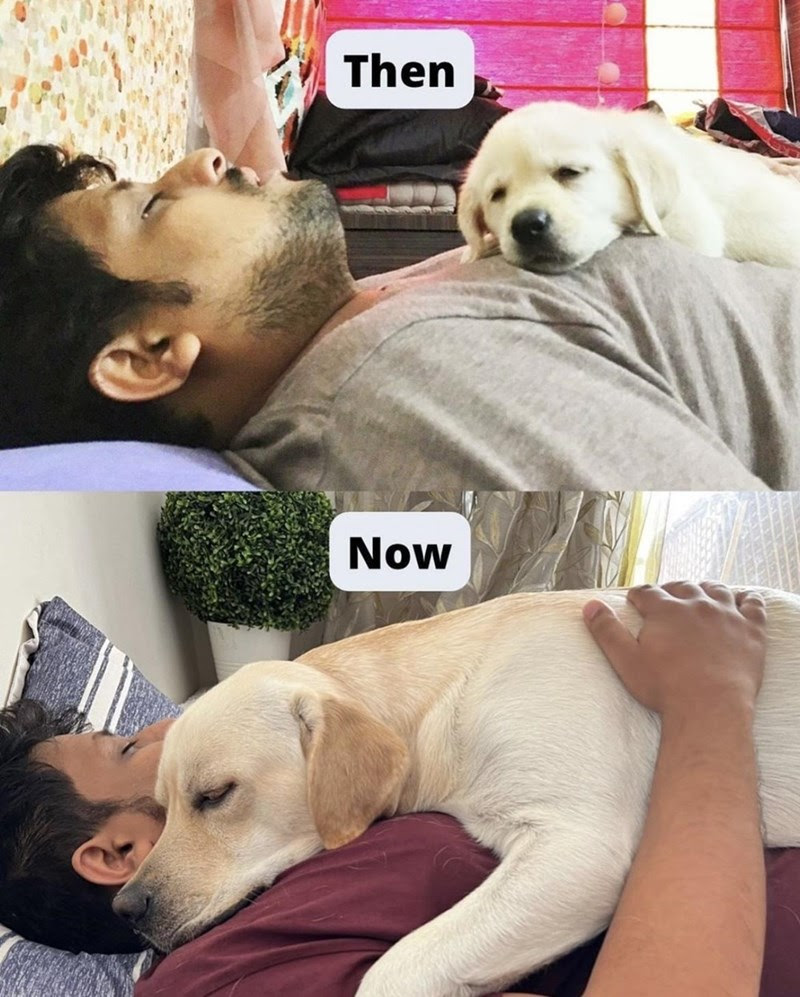Dog - Then Now