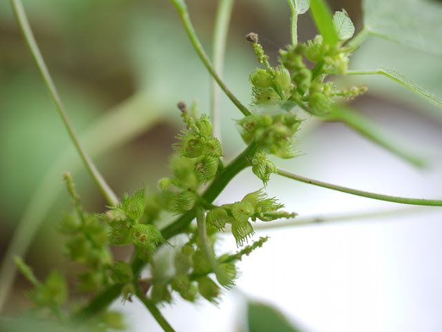 Acalypha ¿ indica ?