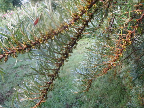 The ever reliable Sea Buckthorn promised a great crop again in late June this year The ever reliable Sea Buckthorn promised a great crop again in late June this year