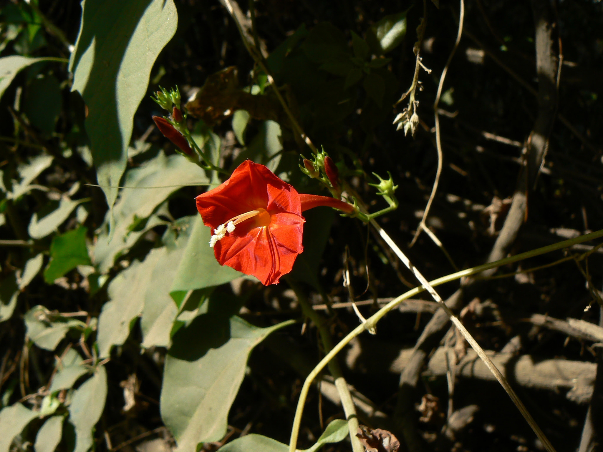 Ipomoea hederifolia L.