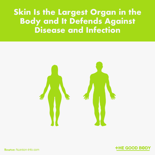 Skin Is the Largest Organ in the Body and It Defends Against Disease and Infection