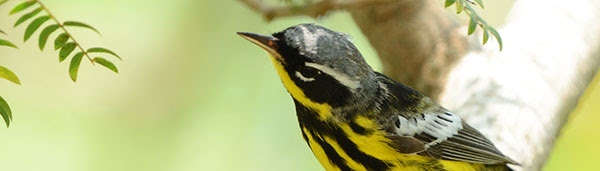 Magnolia Warbler