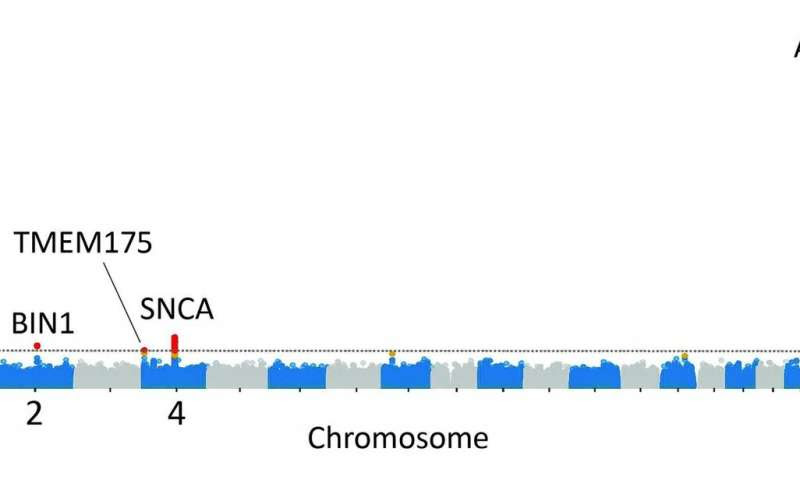 Genetic study of Lewy body dementia supports ties to Alzheimer's and Parkinson's diseases