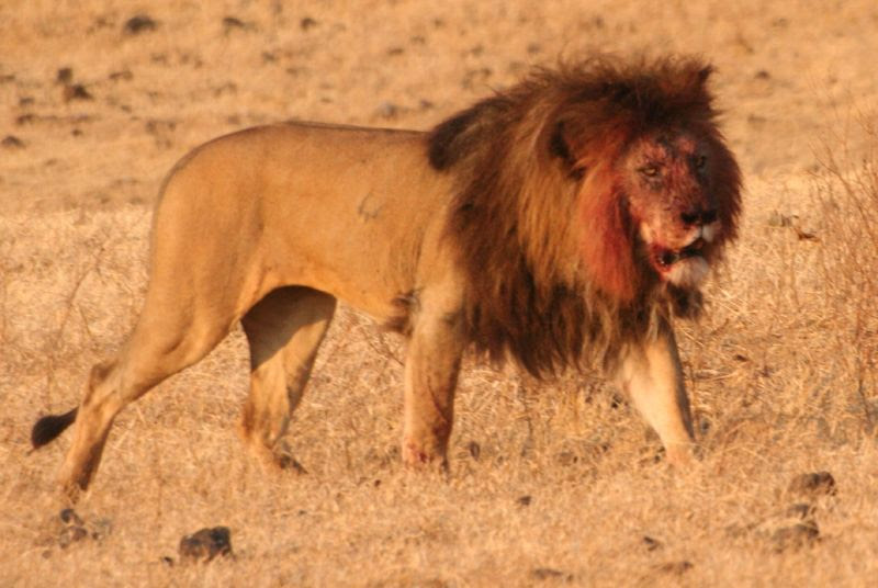 File:Lion Ngorongoro Crater.jpg