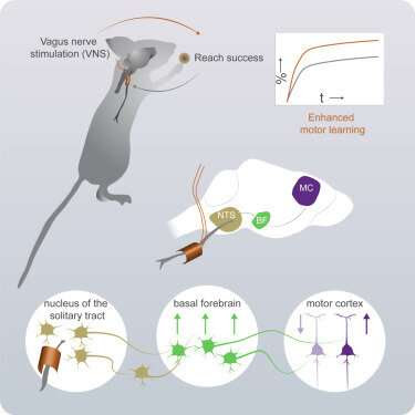 Study provides better insight into the vagus nerve's link to the brain