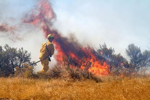 A firefighter in yellow uniform pulls a hose towards a fire raging in yellow brush.