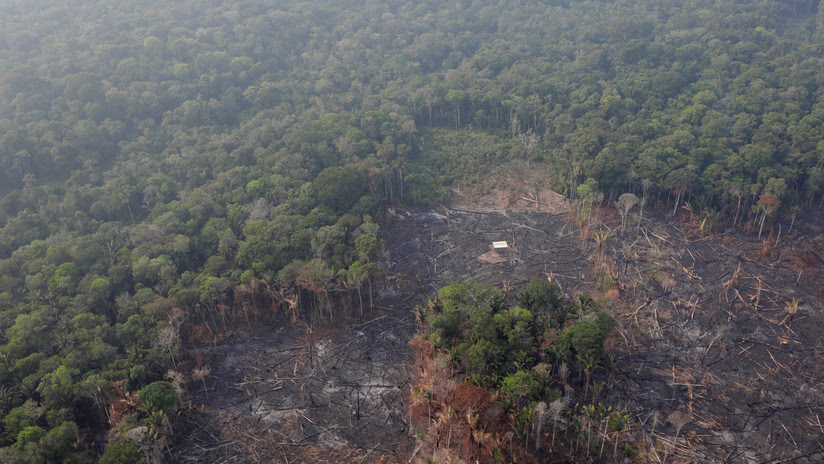 ¿Por qué se quema la Amazonia?
