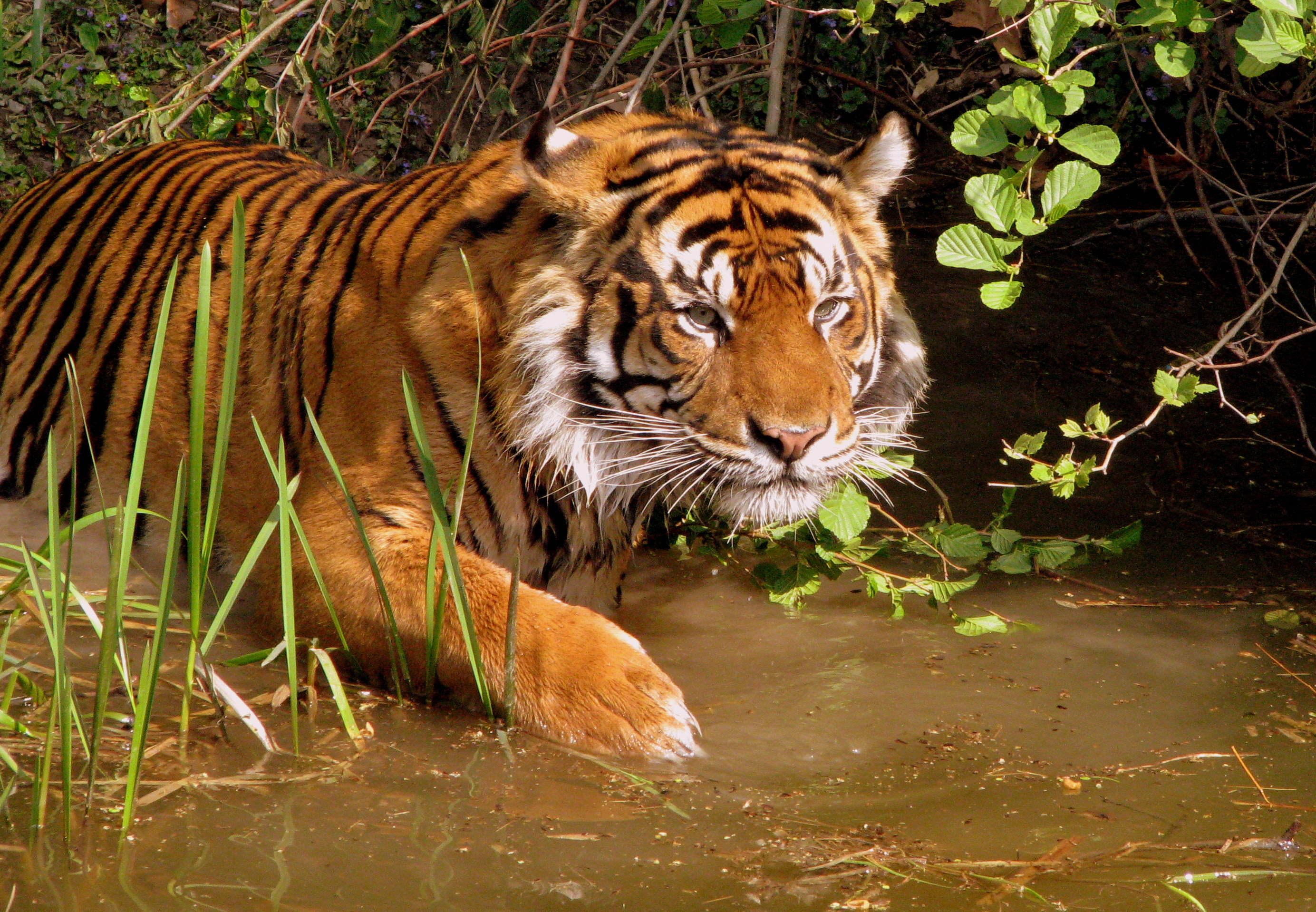 http://upload.wikimedia.org/wikipedia/commons/2/23/Tiger_2.jpg