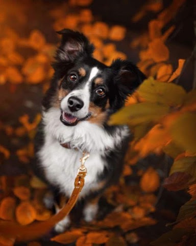 Fall-leaves-Dog-pic