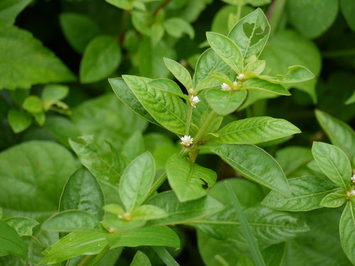 Alternanthera ficoidea (L.) P.Beauv.