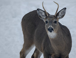 A spike-horned deer in Marquette County is shown.