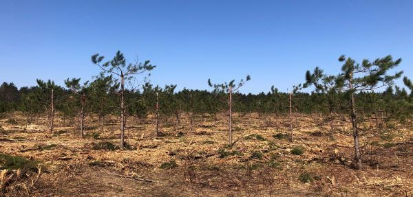 Trimmed red pine trees will be used to creae seeds for future plantings. 