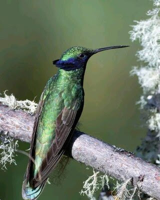 Hummingbird-Unusual-Head-feathers