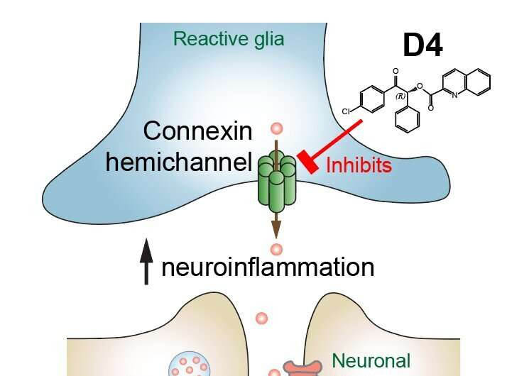 CityU neuroscientists discover a new drug candidate for treating epilepsy