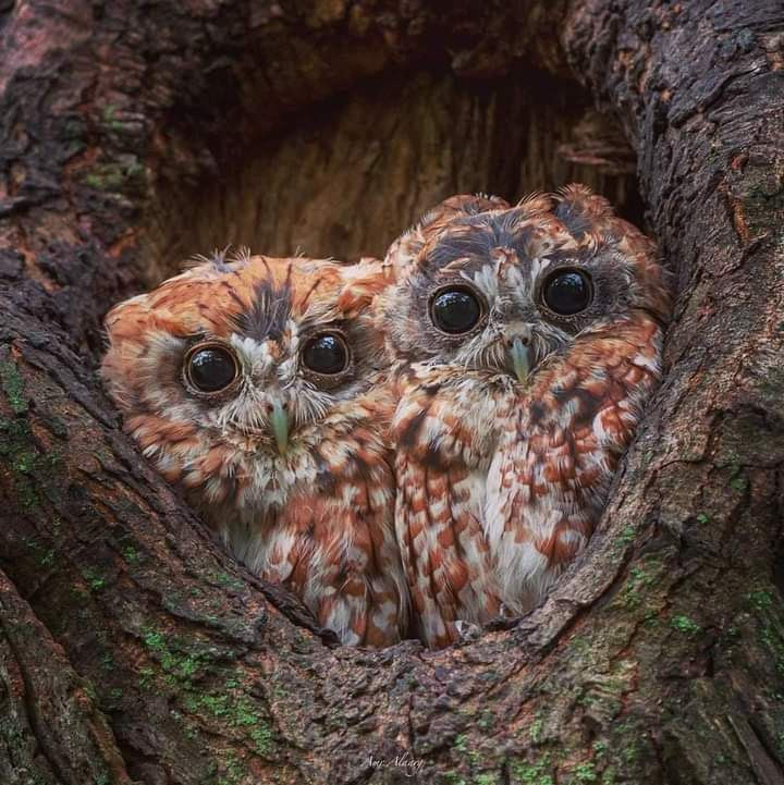 Owls-Screech