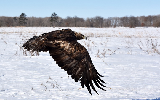 Golden eagle in flight seen against snowed field and blue skies