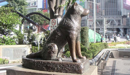 hachiko2